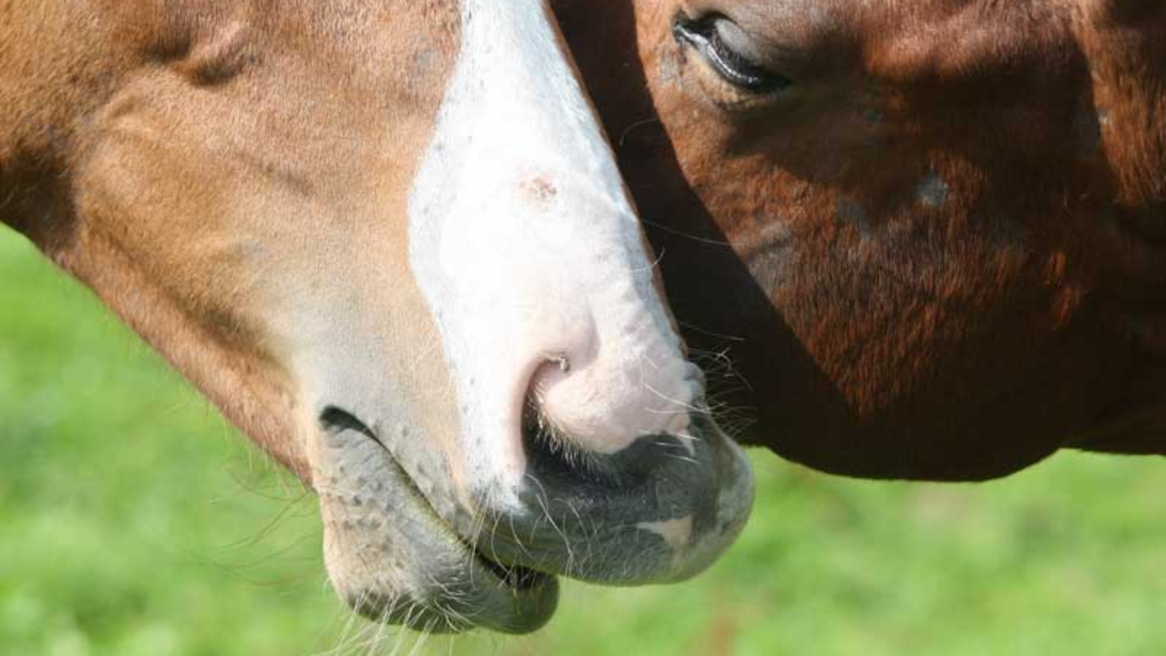Faszinierende Fakten über die Pferdeverdauung